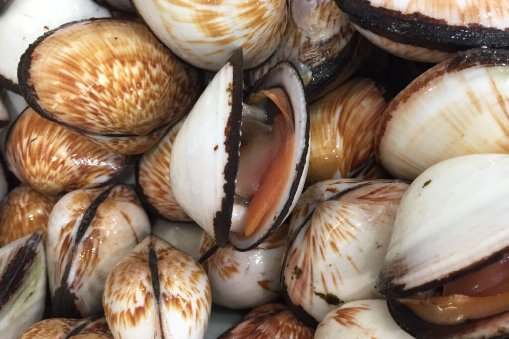 Les couleurs des mollusques bivalves peuvent varier dans les tons de brun, gris, crème à blanc (Image : mamamamamart | Shutterstock)