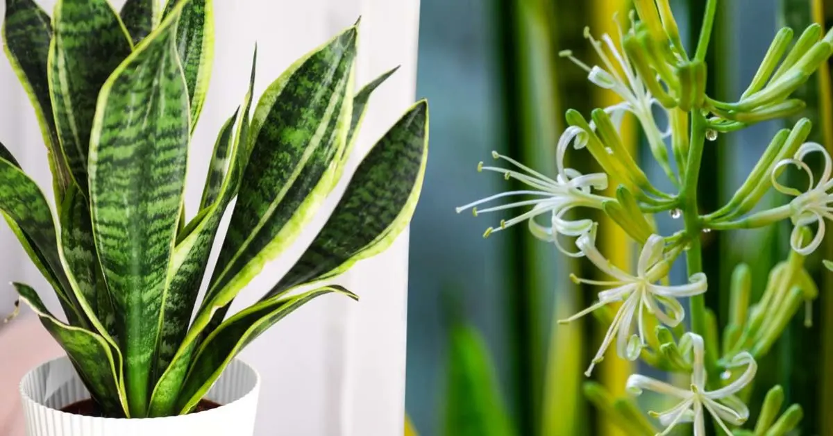 Langue de belle-mère : Comment faire fleurir cette plante et faire durer son parfum plus longtemps ?