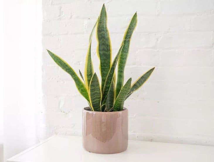 La sansevieria - source : spm