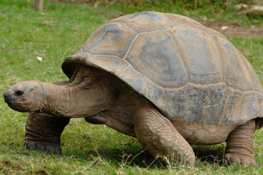 Les tortues géantes des Galapagos sont originaires des îles Galápagos, un archipel volcanique situé au large des côtes de l'Équateur (Image : VladSer | Shutterstock)