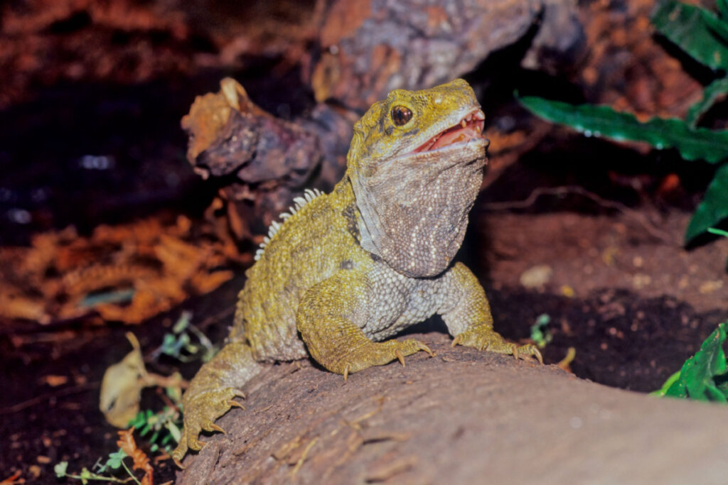 Le tuatara a une peau écailleuse et des crêtes épineuses le long du dos (Image : Roberto Dani | Shutterstock)