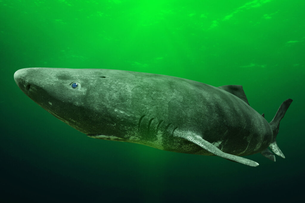 Les requins du Groenland sont l'un des plus grands requins du monde, atteignant jusqu'à 7 mètres de long (Image : Dotted Yeti | Shutterstock)