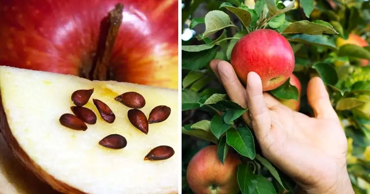 Découvrez comment faire pousser un pommier à partir de graines pour le manger toute l'année