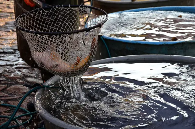 Lorsque vous achetez des carpes vivantes, regardez le lieu de vente, la propreté de l'eau et l'espace dont disposent les poissons dans l'aquarium.