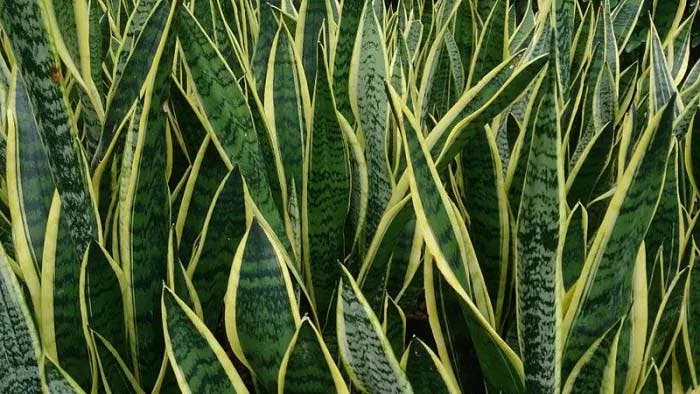 Plante, langue de belle-mère - source : spm