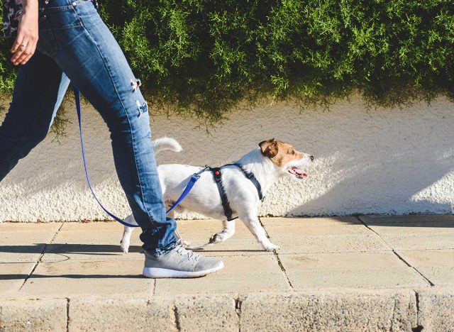 promener le chien