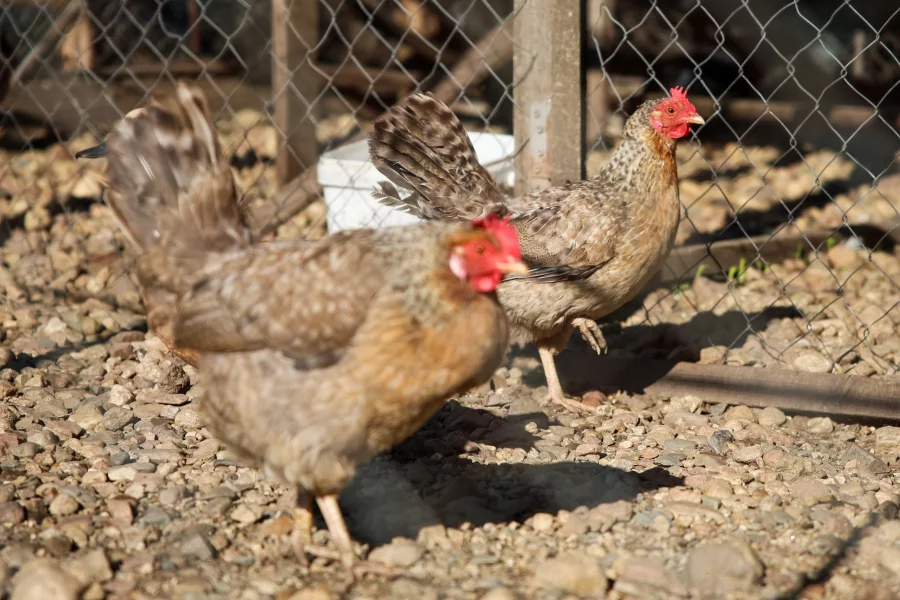 les poules