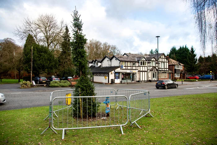 Le malheureux arbre semble sur le point de tomber (Photo : Profimedia)