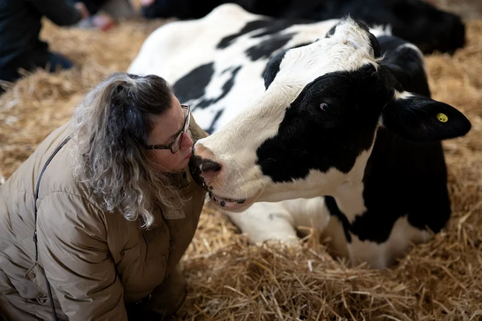 Les vaches sont habituées aux gens (Photo: AFP)