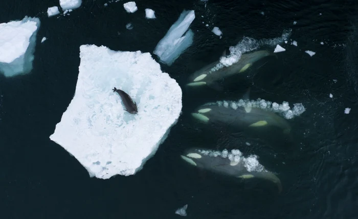 Photo récompensée par le prix Wildlife Photographer of the Year 2023. Photo : Profimedia Images