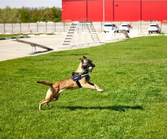 Tano le chien de la Douane