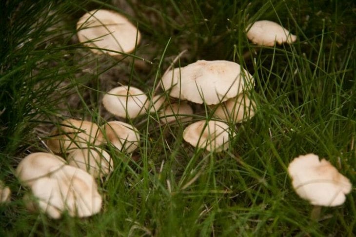 Champignons