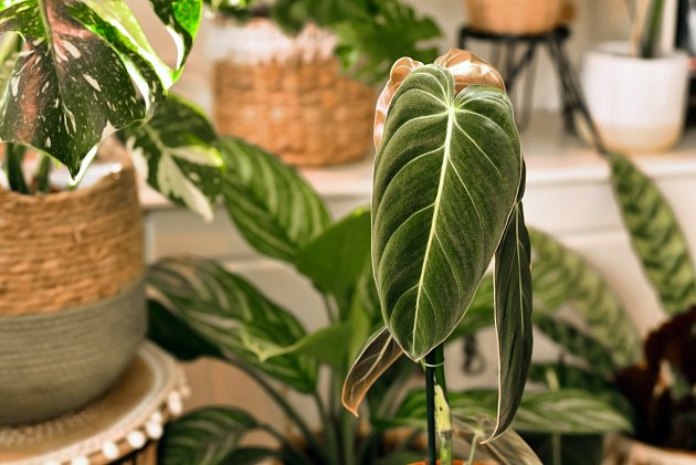 Philodendron